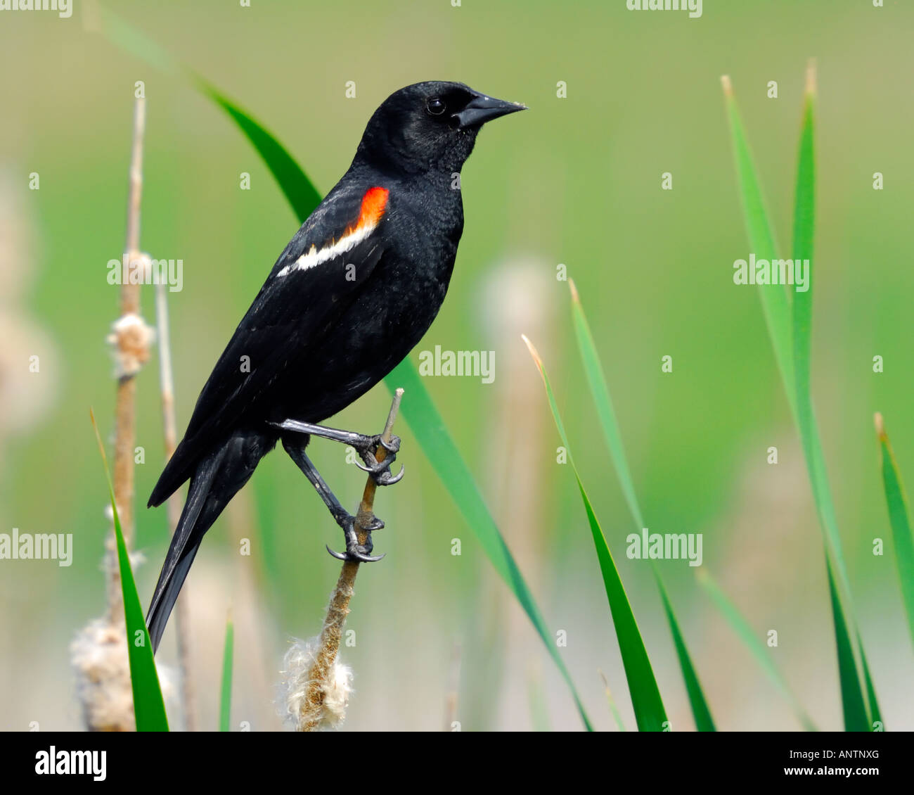 Un rosso winged blackbird le mandorle a Marsh Forest Preserve vicino a Chicago Illinois USA Foto Stock