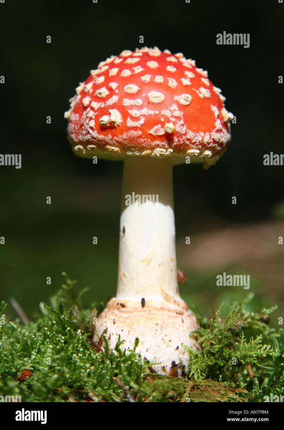 Toadstool amanita muscaria 1 Foto Stock