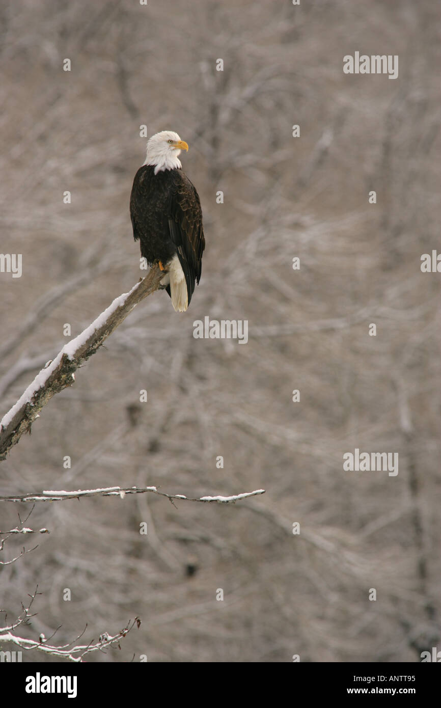 Aquile calve, Alaska Foto Stock