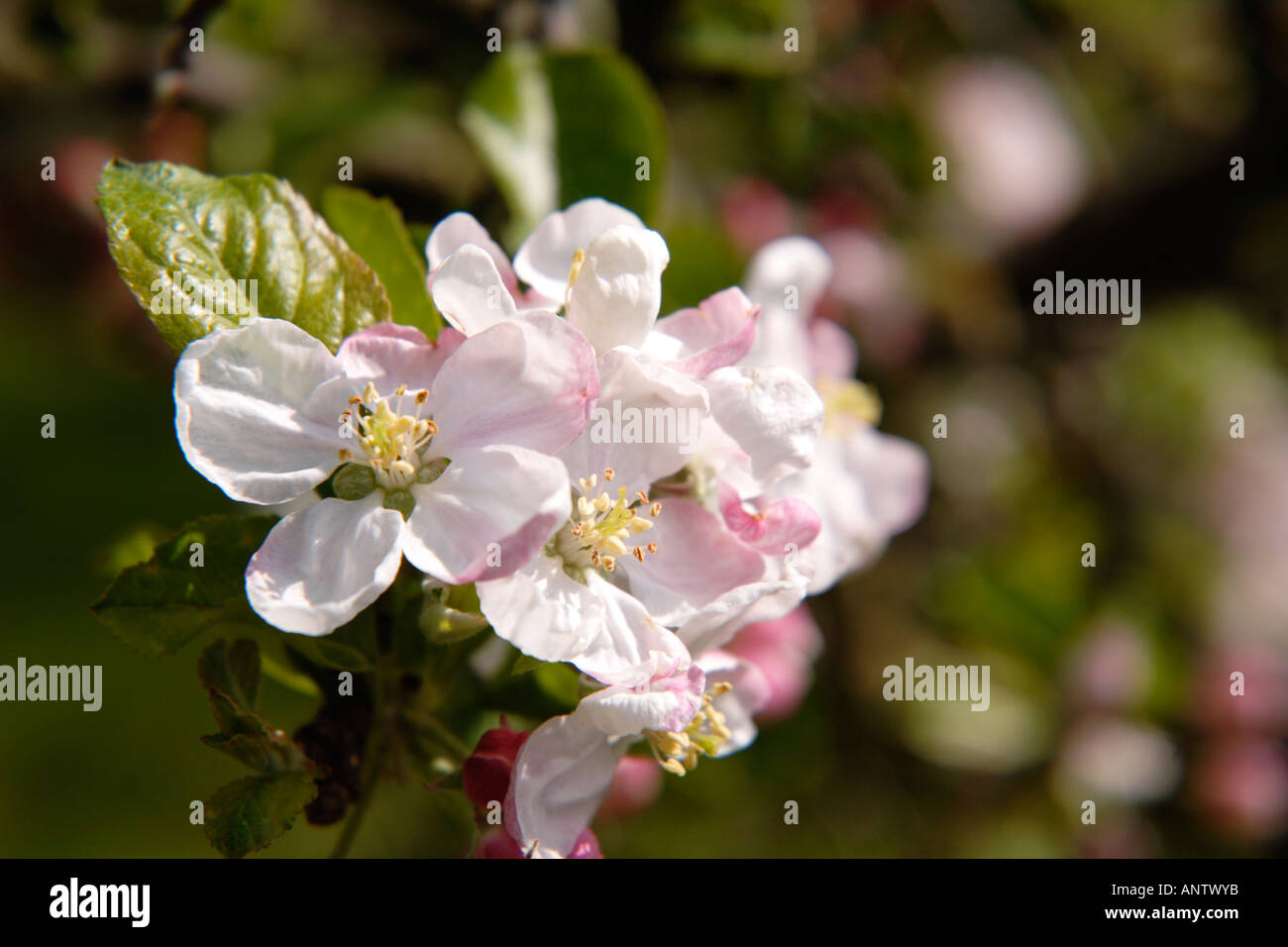 Apple Blossom Foto Stock