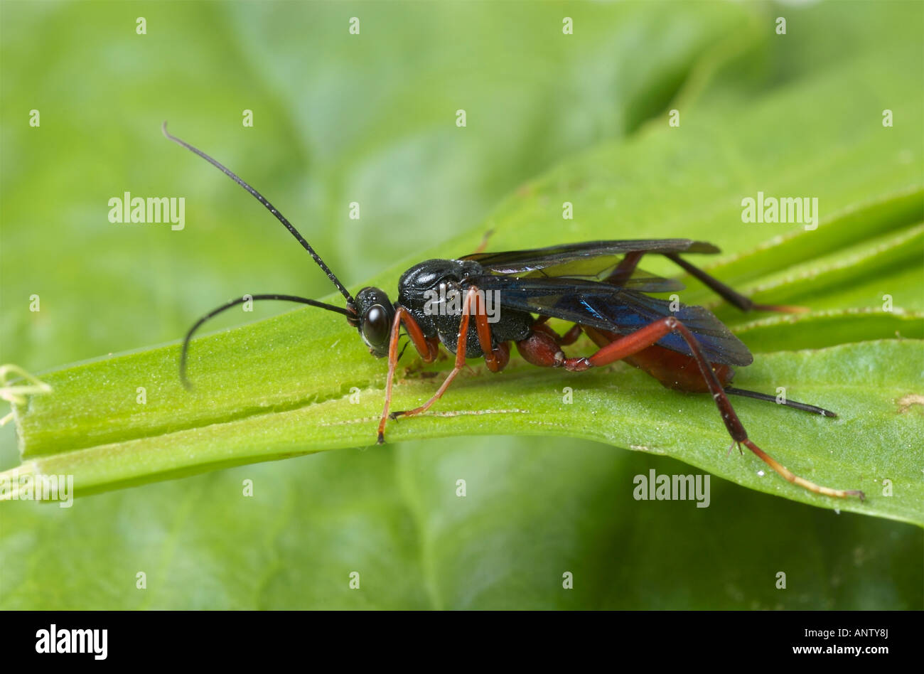 Femmina wasp Ichneumon nella sottofamiglia Gelinae Foto Stock