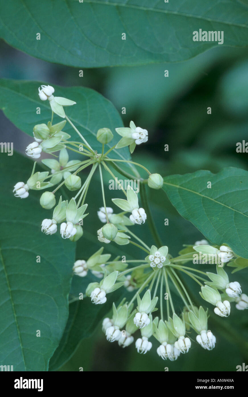 Poke Milkweed, Asclepias exaltata Foto Stock