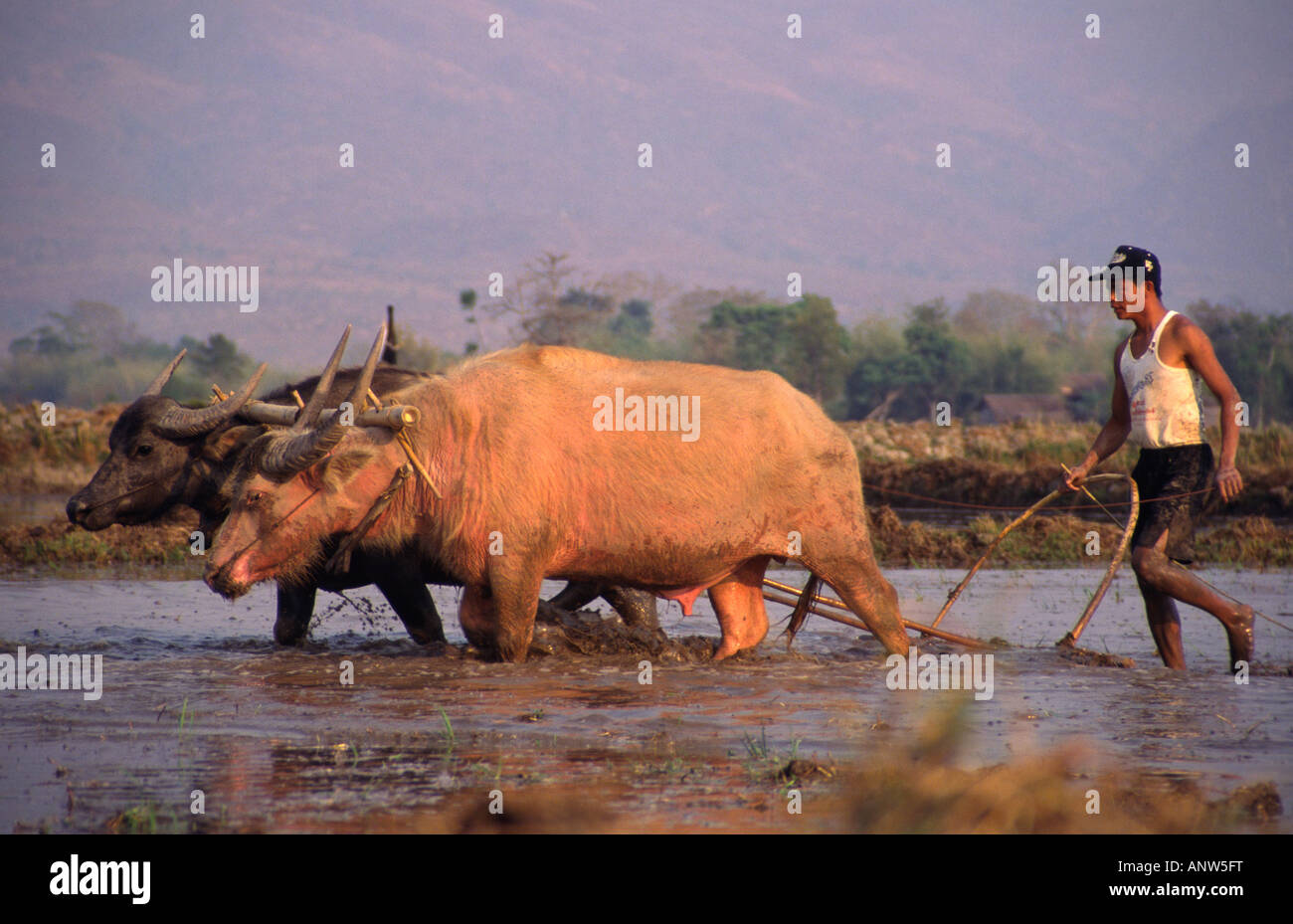 Arare i campi di riso con bufali d'acqua. Taungguyi, Stato Shan, Myanmar (Birmania). Foto Stock