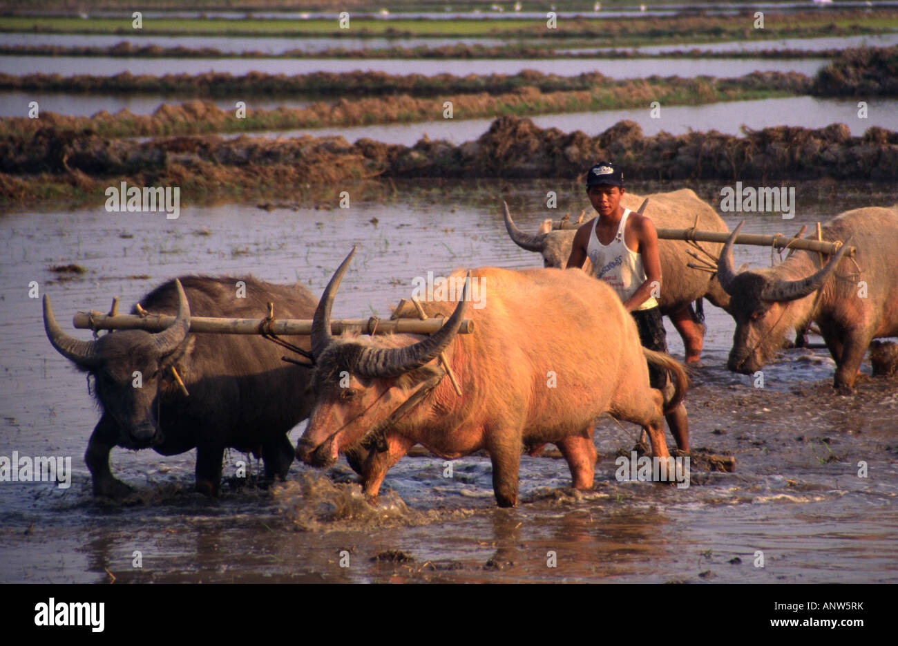 Arare i campi di riso con bufali d'acqua. Taungguyi, Stato Shan, Myanmar (Birmania). Foto Stock