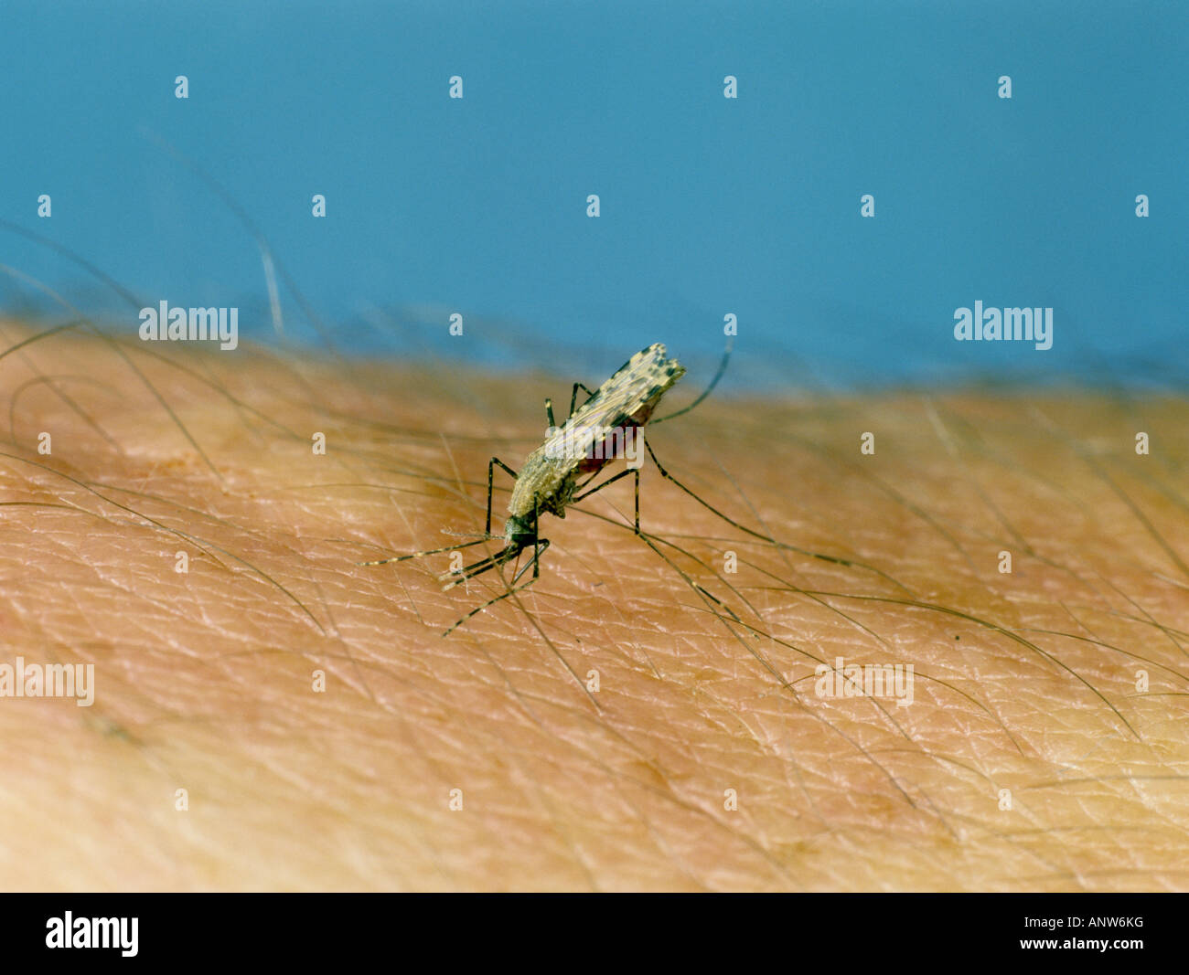 African Malaria vector zanzara Anopheles gambiae alimentazione su mano umana Foto Stock