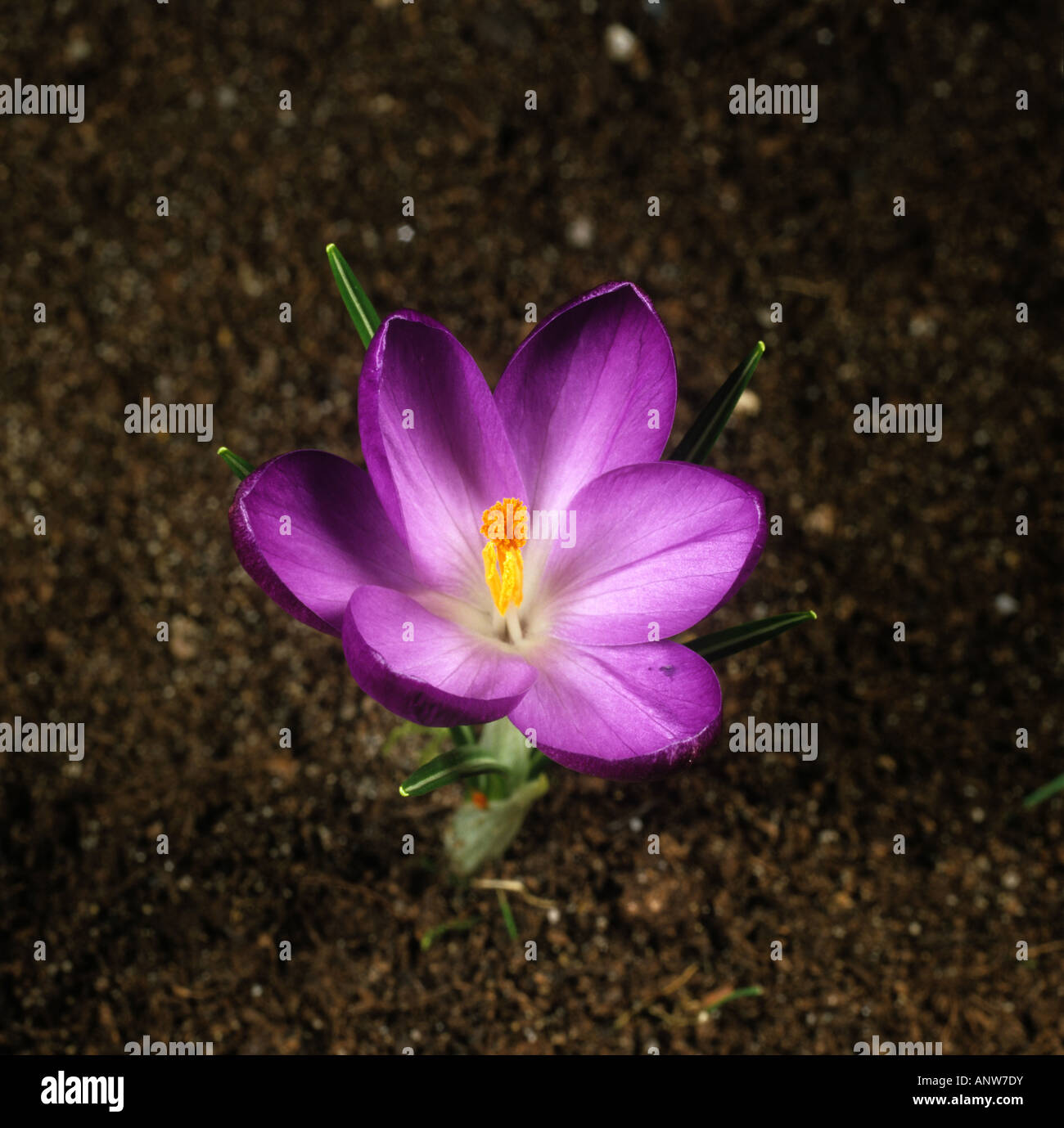 Quarto di una serie di fotografie che mostrano l'apertura di un fiore Crocus Foto Stock