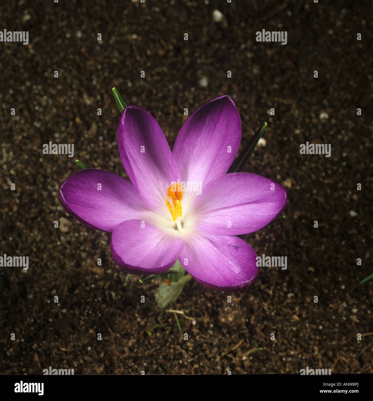 Quinta di una serie di fotografie che mostrano l'apertura di un fiore Crocus Foto Stock