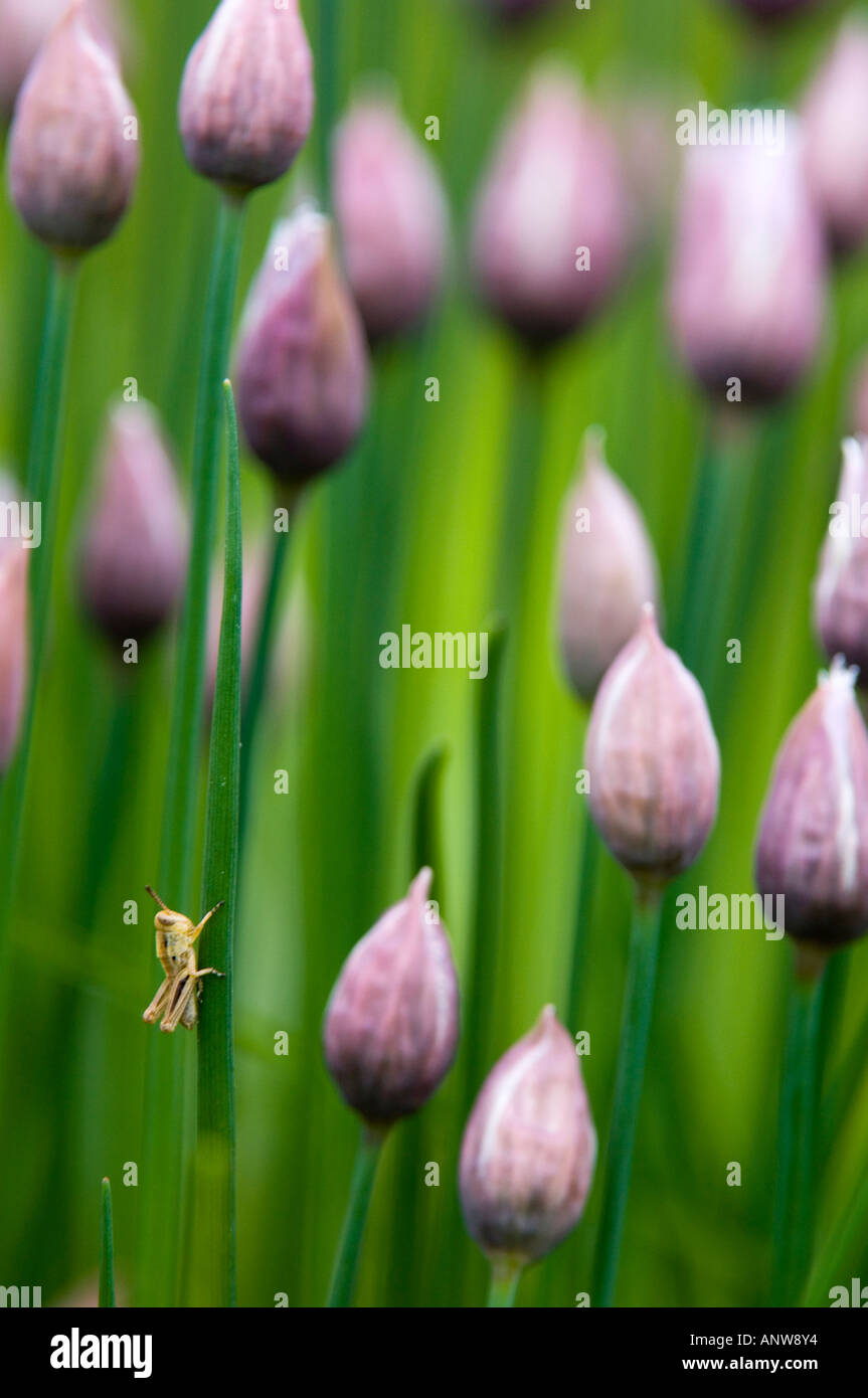 Giovani grasshopper nymph poggiante su emergenti fiori di erba cipollina Ontario Foto Stock