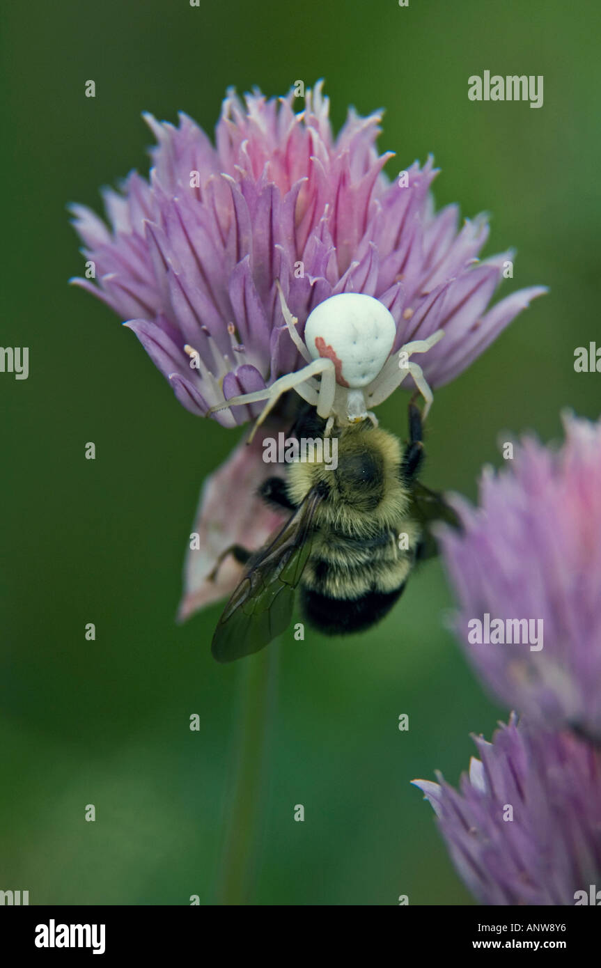 Oro ragno granchio Misumenta vatia alimentazione su catturato bumblebee Ontario Foto Stock