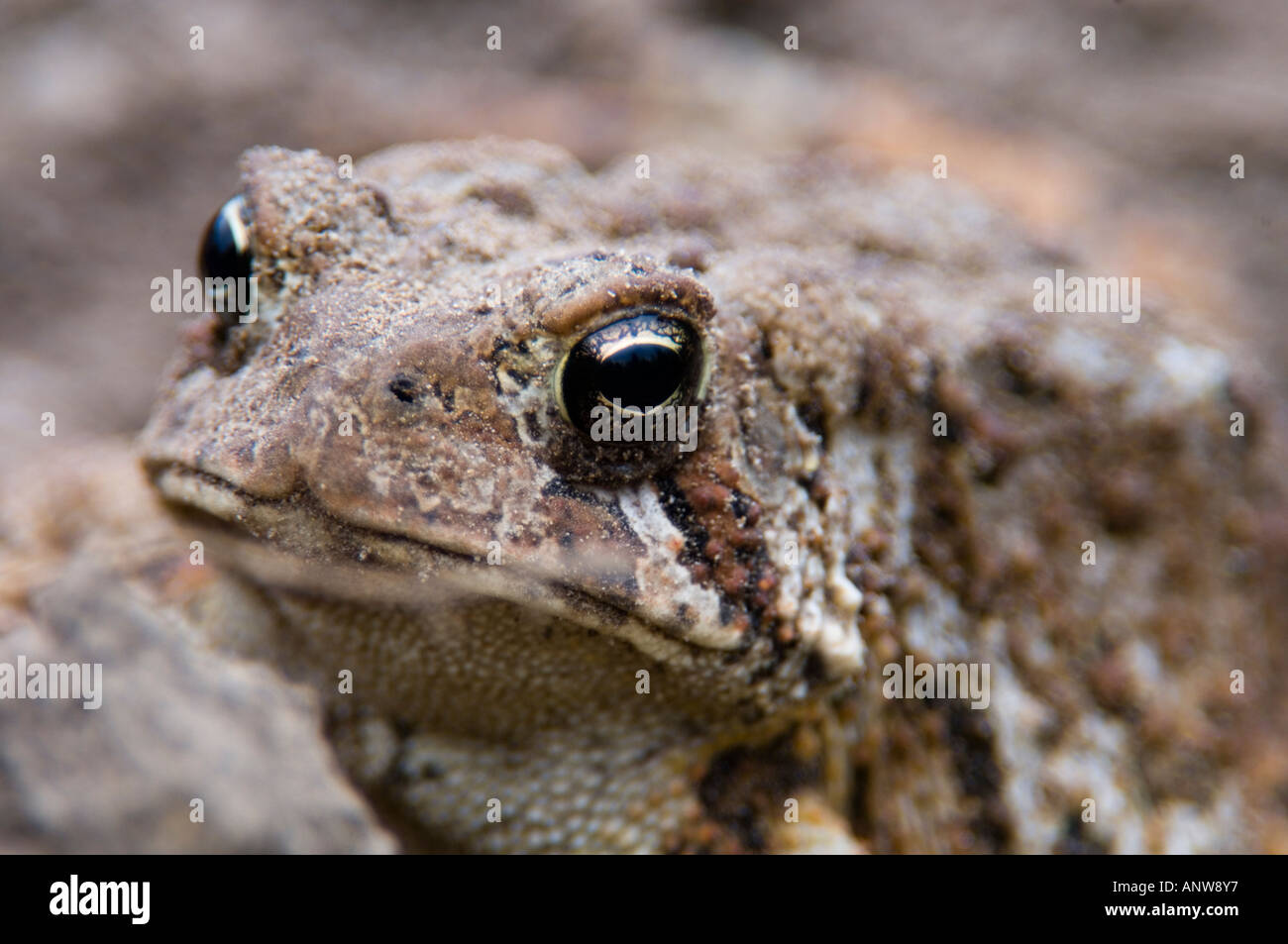 American toad (Bufo americanus) adulto ritratto, Ontario Foto Stock