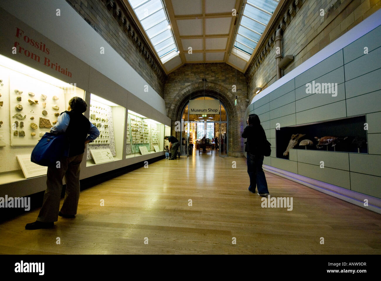 I fossili dalla Gran Bretagna al Museo di Storia Naturale di Londra Foto Stock