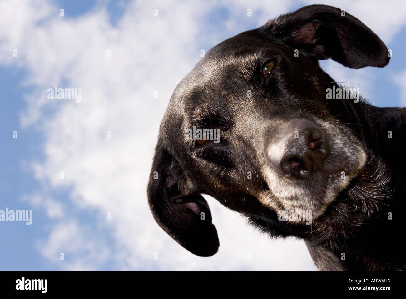 Un vecchio nero mongrel cane che guarda la fotocamera con il Cielo e nubi dietro la testa Foto Stock
