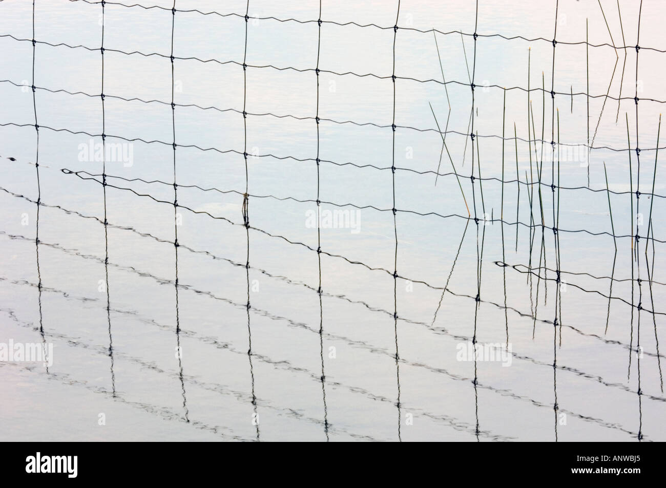 Fenceline e riflessioni con carici. Poca corrente, Ontario Foto Stock