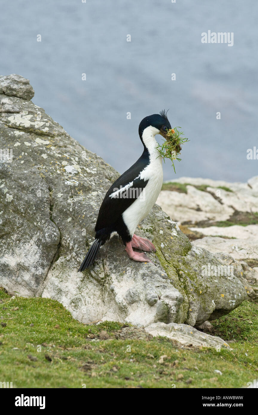 Il marangone dal ciuffo imperiale (Phalacrocorax atriceps albiventer) adulto la raccolta di materiale di nidificazione Pebble Island West Falkland Sud Atlantico Foto Stock