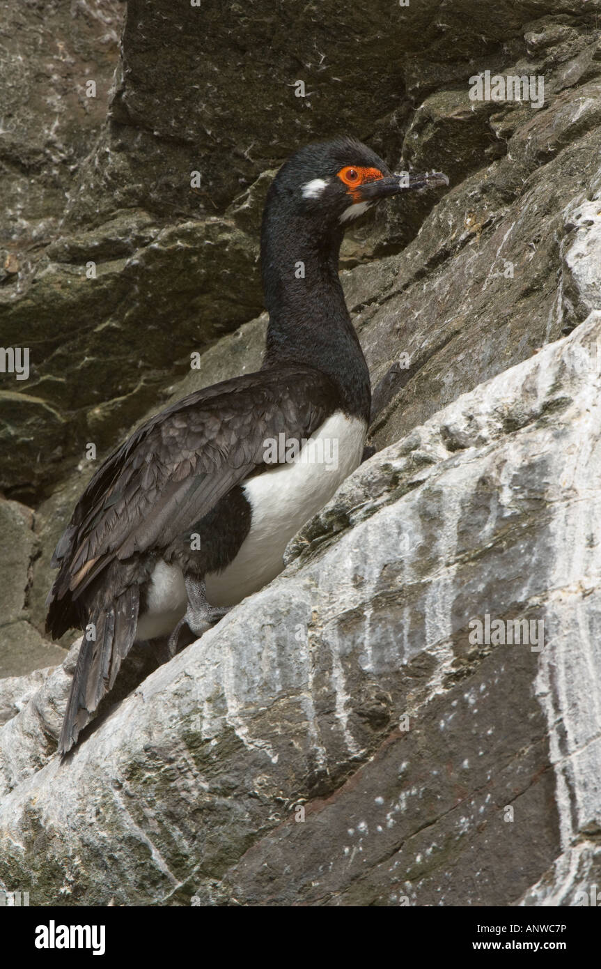 Il marangone dal ciuffo imperiale (Phalacrocorax atriceps albiventer) adulto in allevamento piumaggio bianco con guancia patch arroccato sulla scogliera di roccia Foto Stock