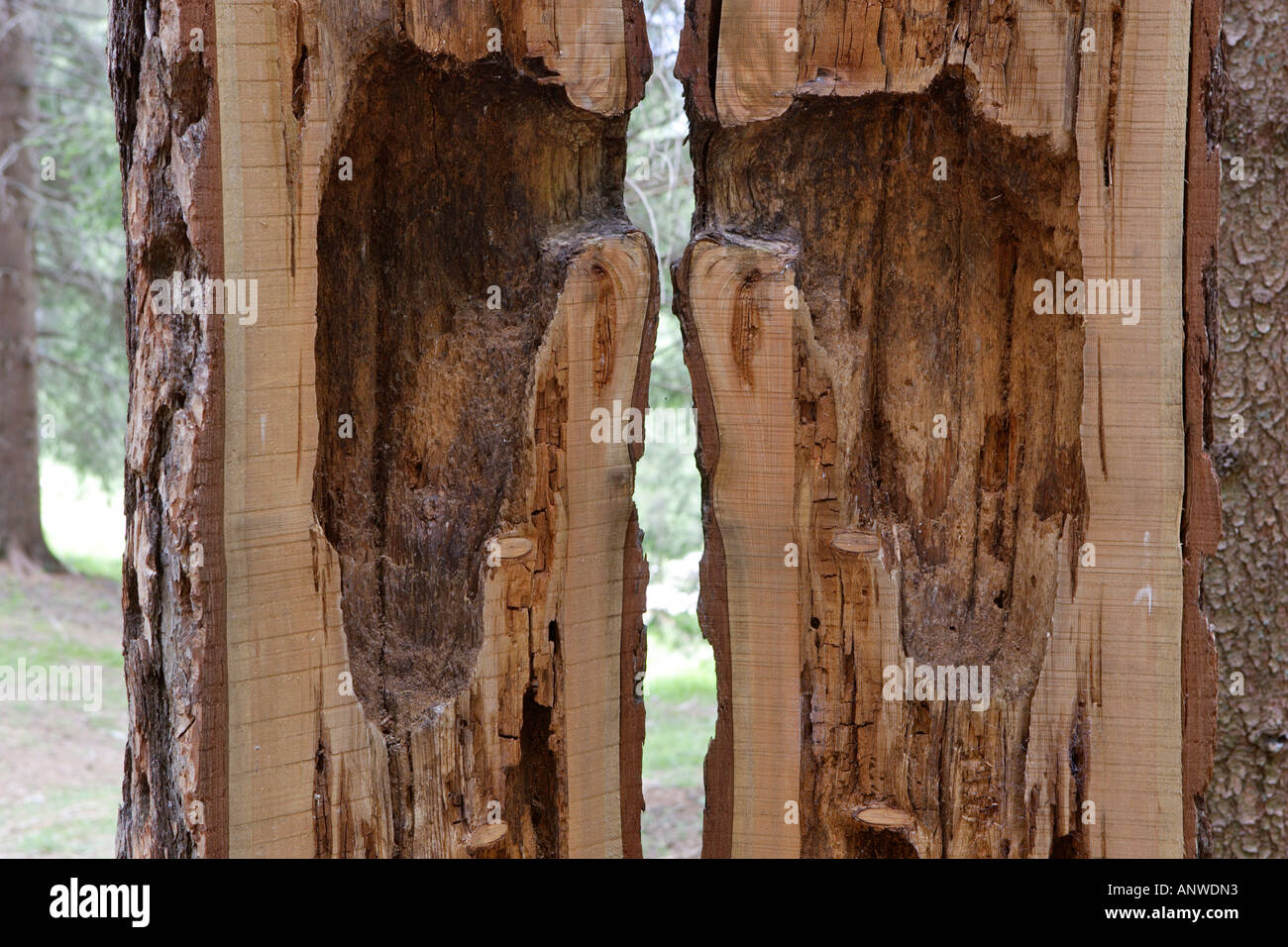Albero tagliato in due pezzi per mostrare un allevamento cava, passeggiata nella foresta del Geoparc Bletterbach ad Aldino e Redagno, alto adige italia Foto Stock