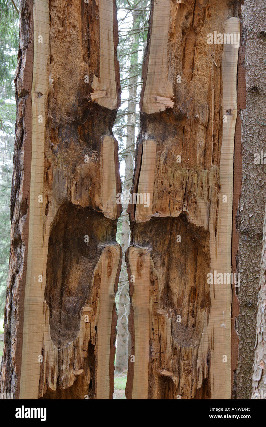 Albero tagliato in due pezzi per mostrare un allevamento cava, passeggiata nella foresta del Geoparc Bletterbach ad Aldino e Redagno, alto adige italia Foto Stock