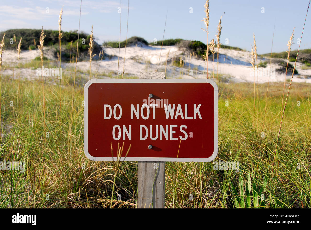 Florida Grayton Beach State Park natura tutela ambientale Foto Stock