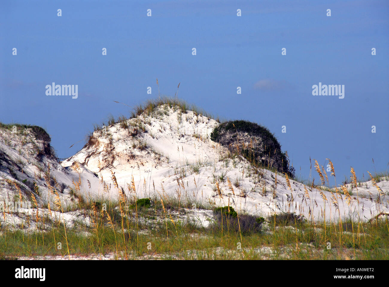 Florida Grayton Beach State Park dune di sabbia Foto Stock
