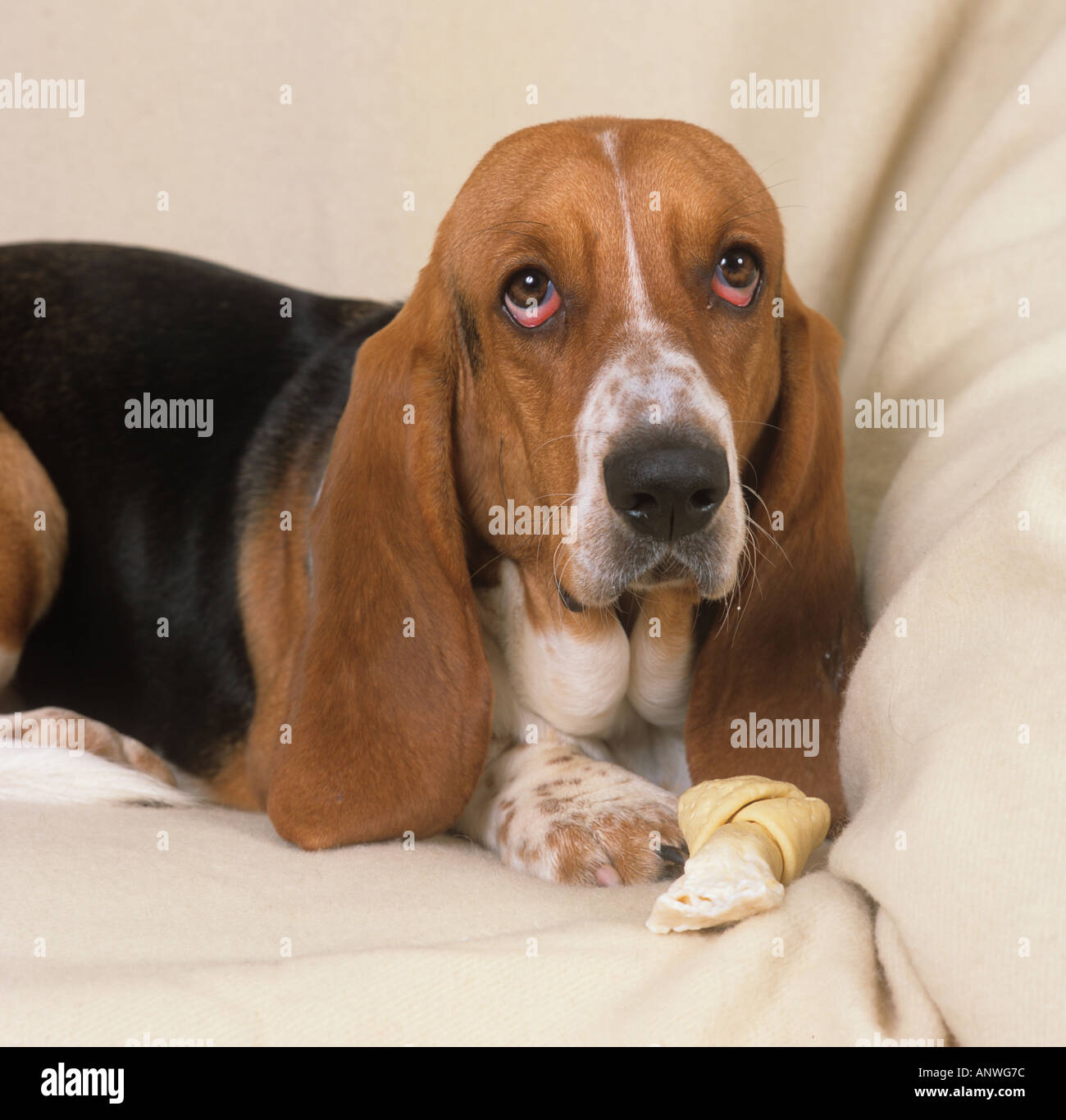 Ritratto di Basset Hound in ambiente domestico Foto Stock