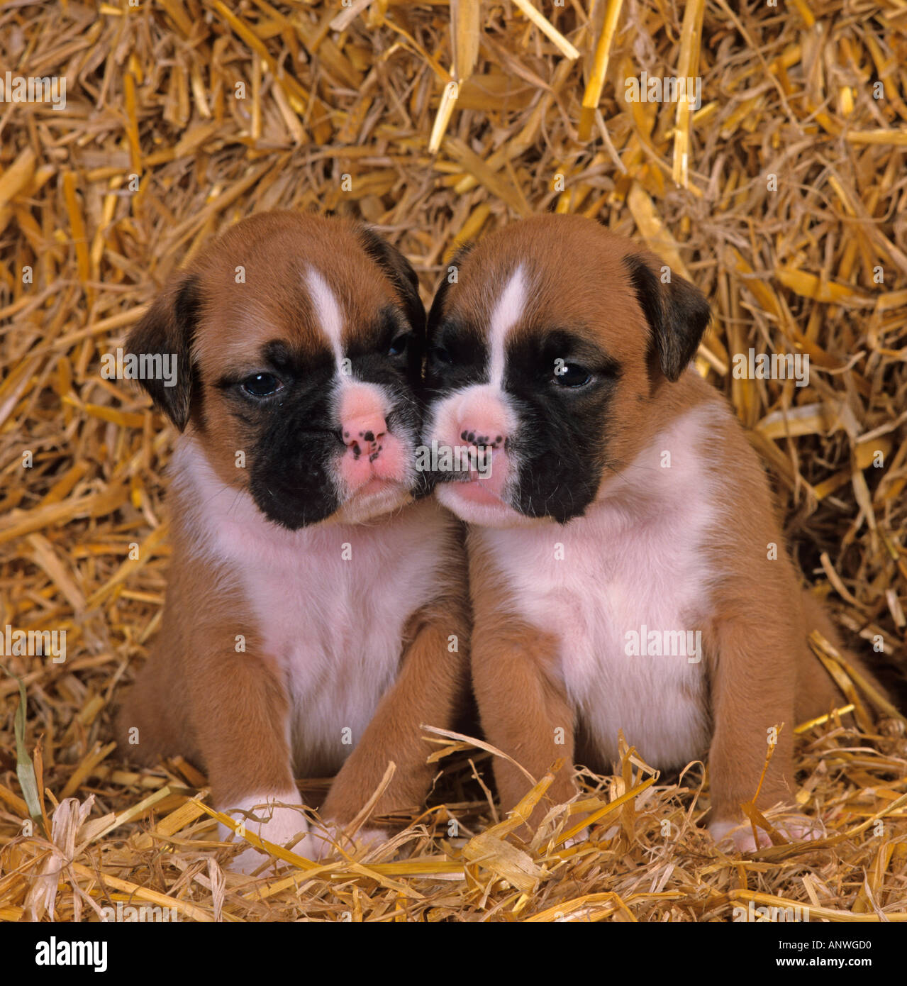 Boxer cuccioli due nel capannone di allevamento a 8 settimane di età Foto Stock