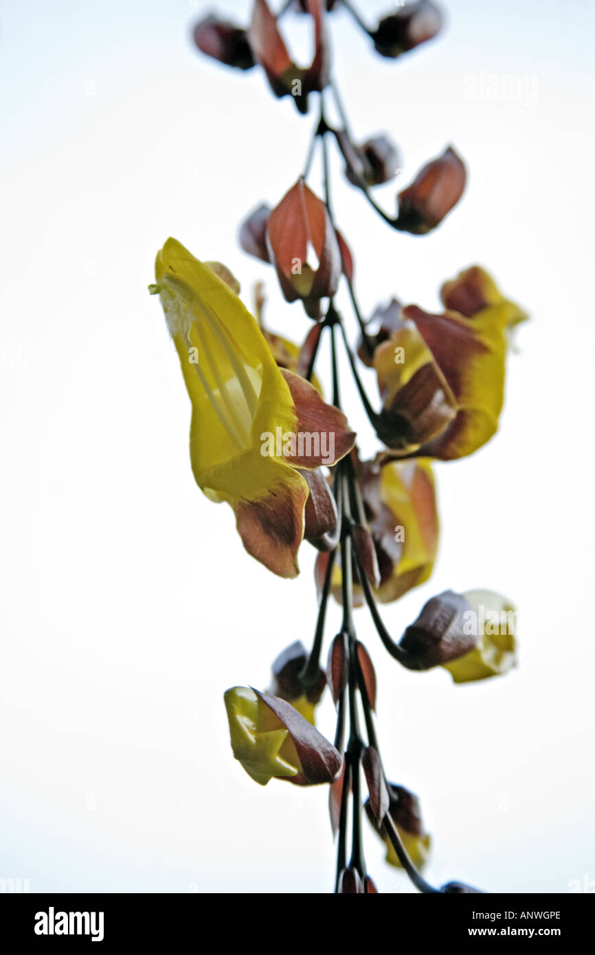 GUATEMALA ANTIGUA orologio fiori di vite Thunbergia Mysorensis Foto Stock