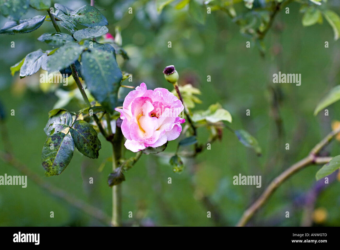 GUATEMALA ANTIGUA rose selvatiche con rosa canina Foto Stock