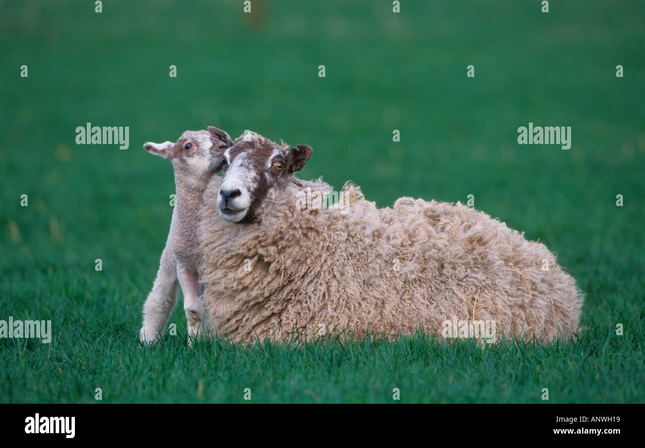 Agnello Whispering in pecore orecchio Foto Stock