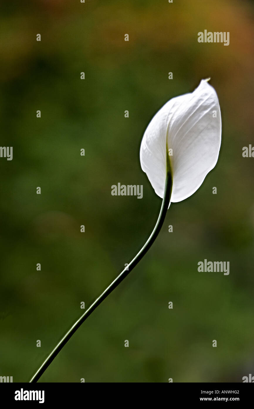 GUATEMALA ANTIGUA pace lily Spathiphyllum Foto Stock