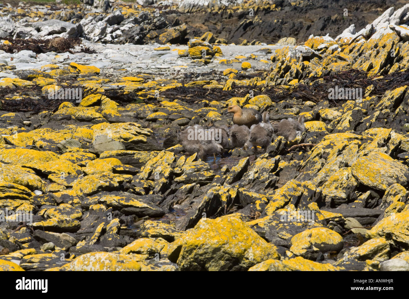 Oca montane Chloephaga picta leucoptera femmina adulta con gosling bevendo acqua piovana mimetizzati fra rocce ricoperte da licheni Foto Stock