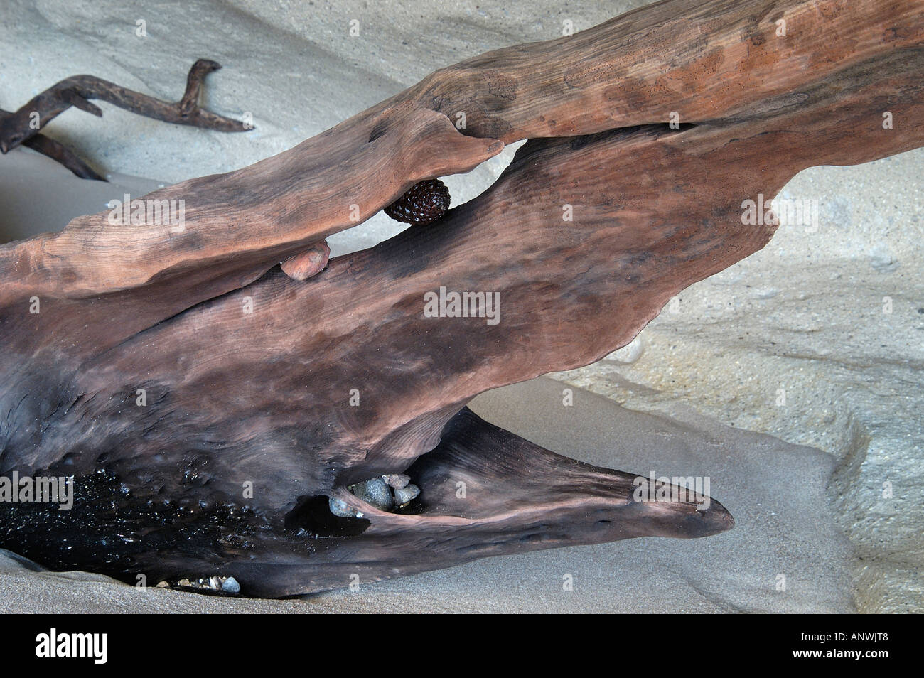 Insolito deriva a forma di legno, Cove della cattedrale, Penisola di Coromandel, Isola del nord, Nuova Zelanda Foto Stock