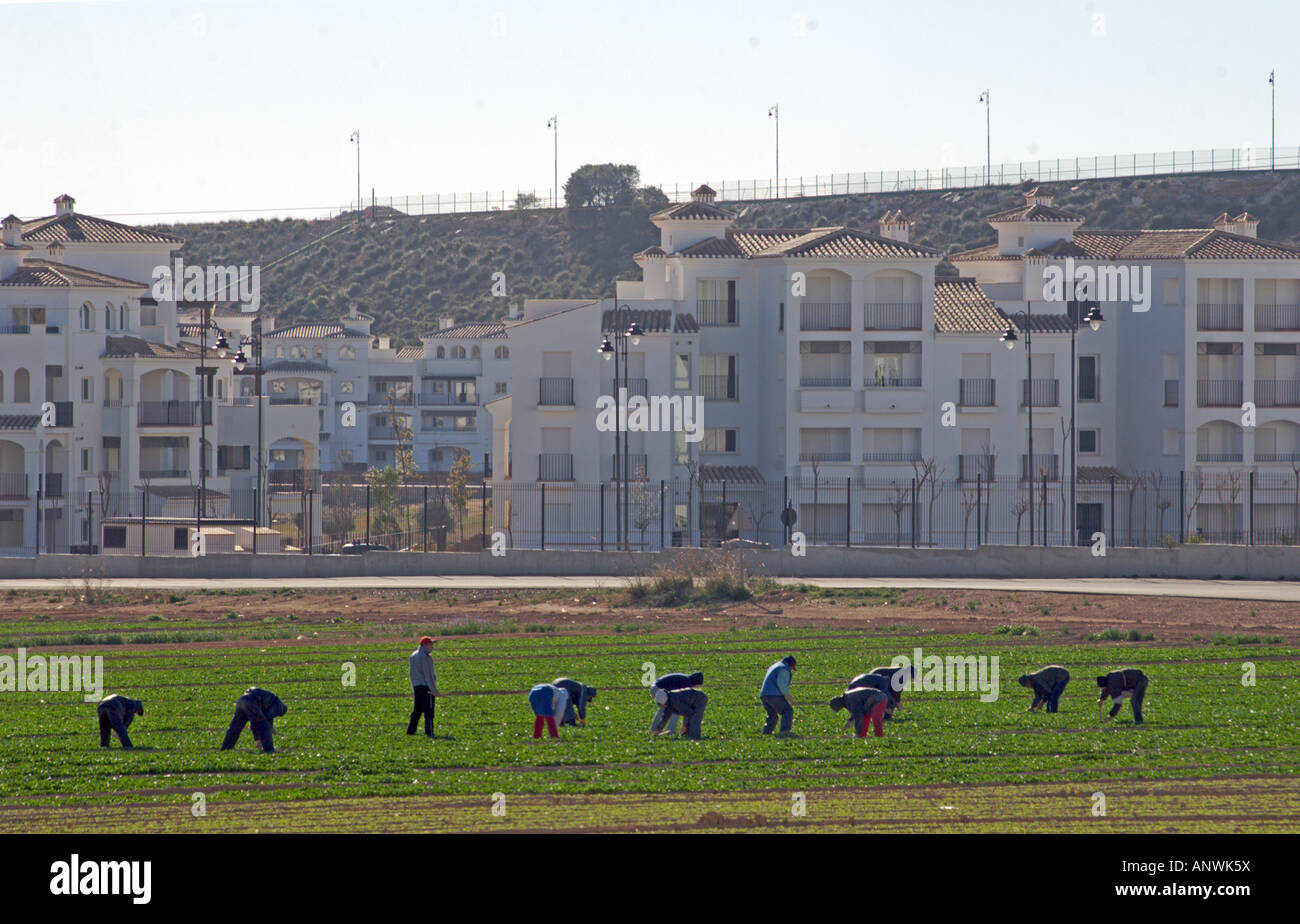 Coltivazione tradizionale raccoglitori lavorando nei campi al di fuori di un campo di golf resort in Murcia, Costa Calida,sud orientale della Spagna Foto Stock