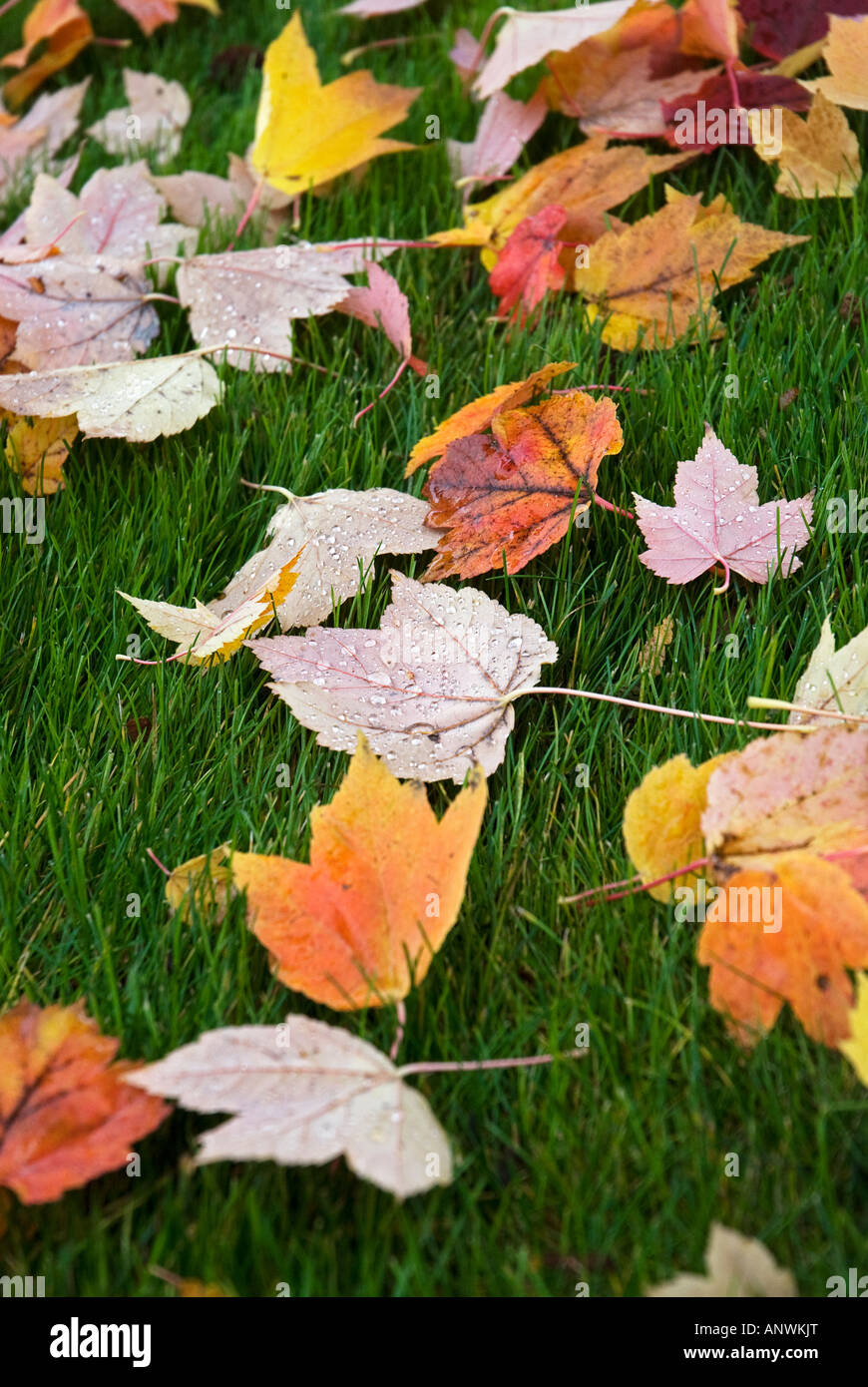 Caduta foglie colorate su erba Issaquah Washington Foto Stock