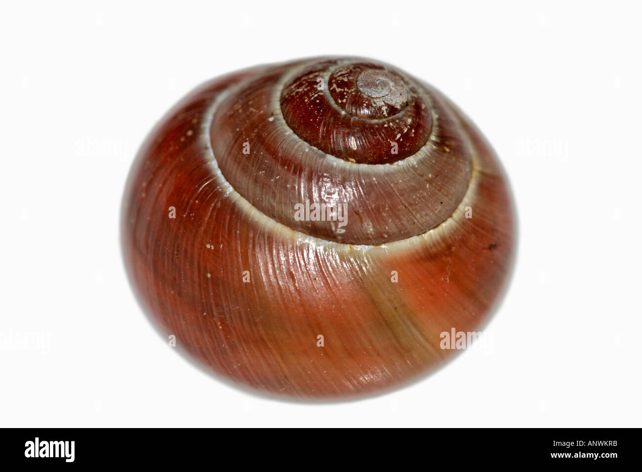 Lumaca marrone-shell, tagliati Foto Stock