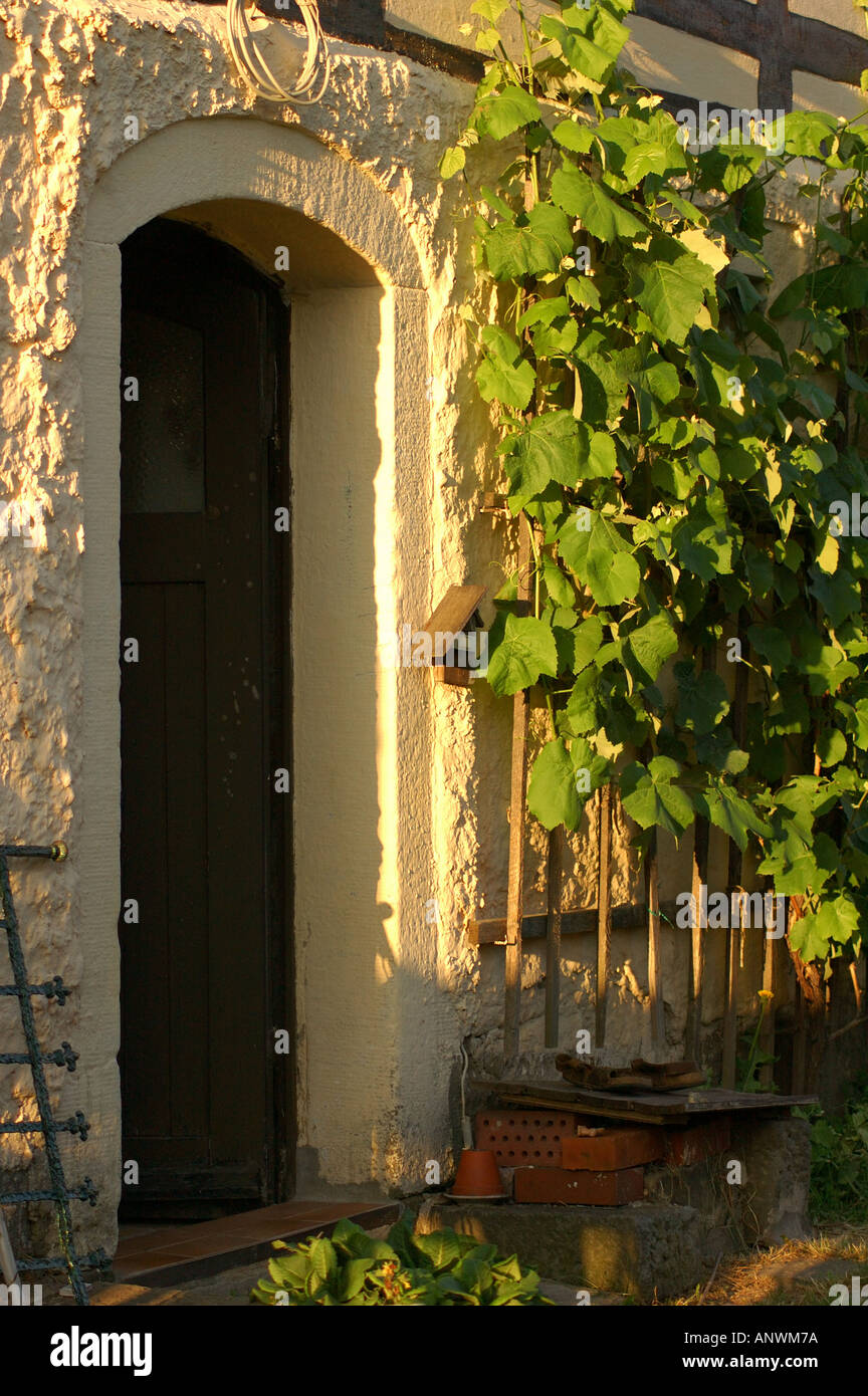 Porta e ivy su un graticcio casa in Dresden Germania Foto Stock