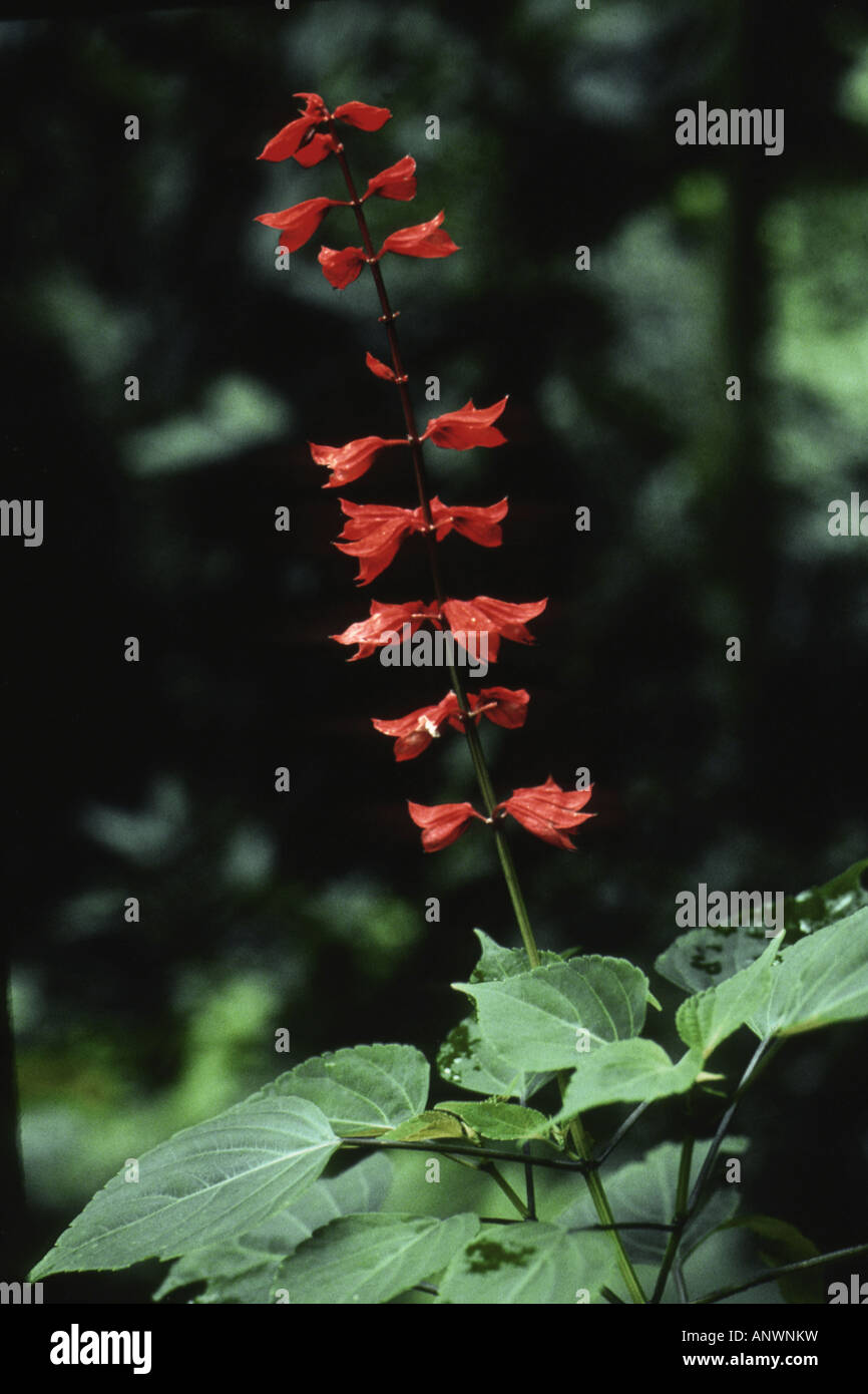 Scarlet sage, sangue salvia (Salvia coccinea), fioritura Foto Stock