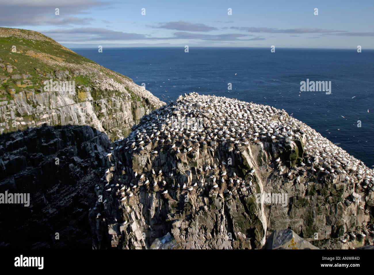 Northern Gannet a Cape Santa Maria, Terranova, Canada Foto Stock