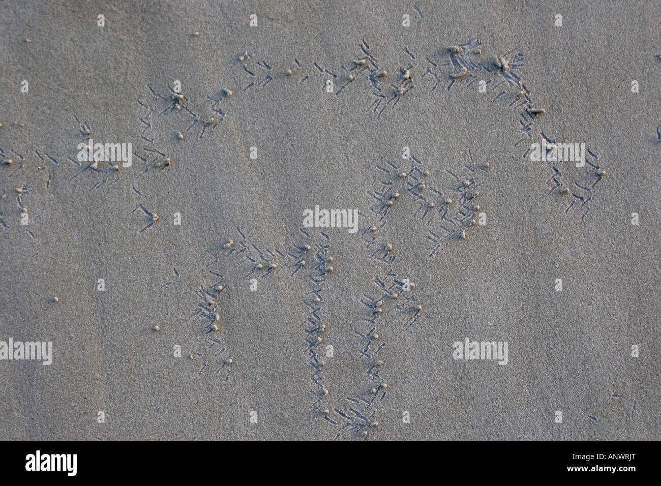 Forme d'arte nella natura,modello realizzato sulla spiaggia dai granchi Foto Stock