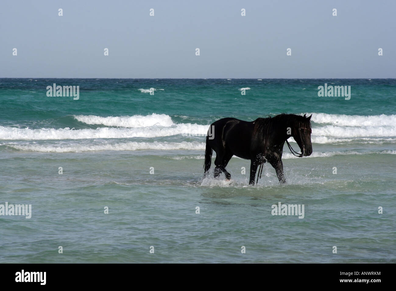 Cavallo nero in mare sulla spiaggia di Djerba, Tunisia. Foto Stock
