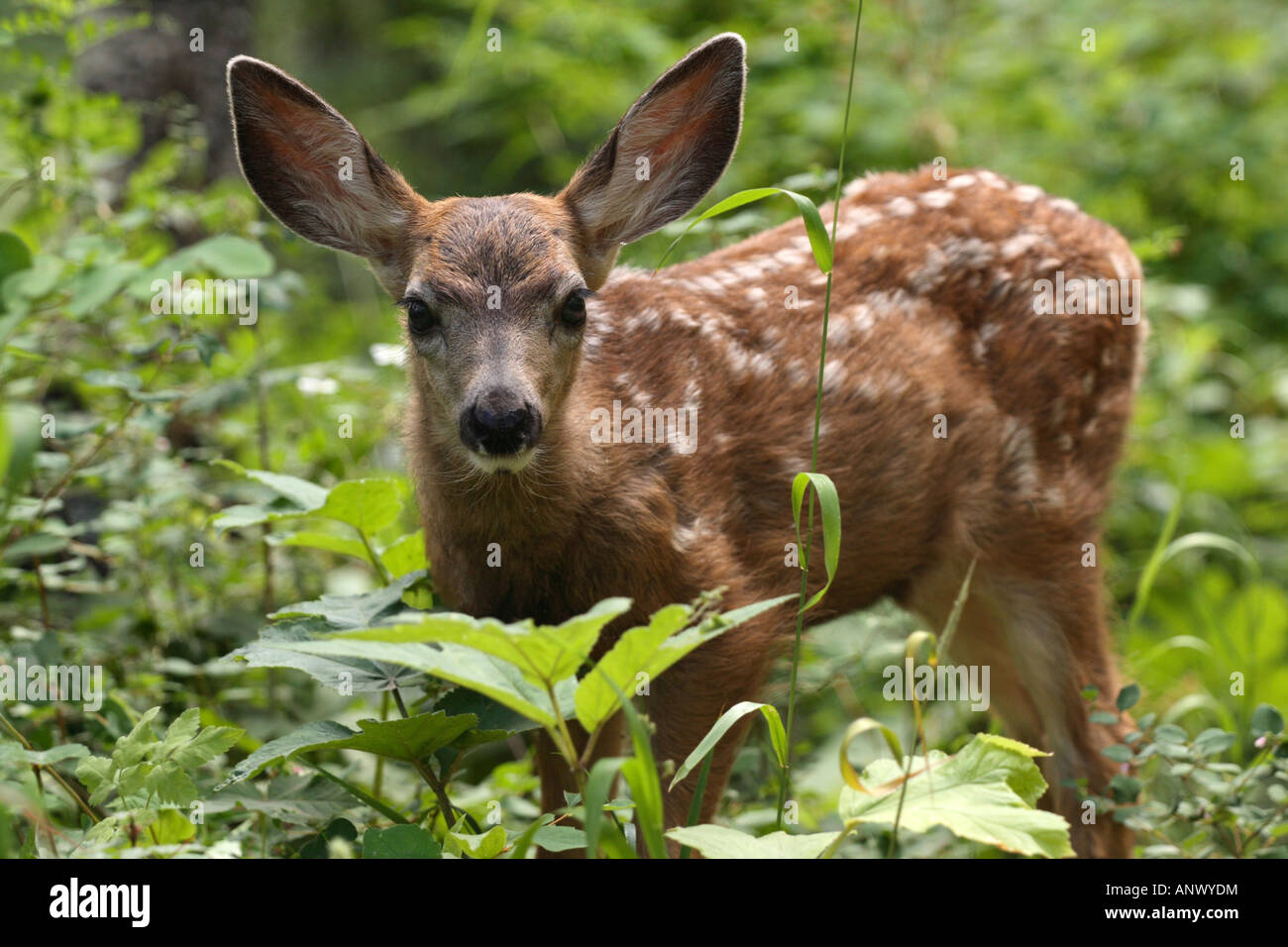 Mulo cervo nero-tailed deer (Odocoileus hemionus), fawn (di età inferiore a 6 mesi), Canada, Alberta, Parco Nazionale dei laghi di Waterton Foto Stock