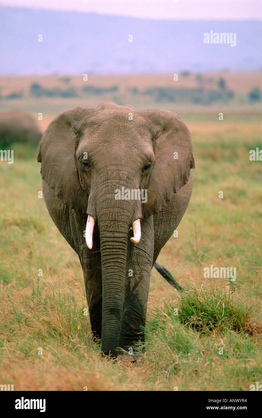Africa, Kenia Masai Mara. Lone elefante in Masai Mara. WILD (Loxodonto africana) Foto Stock