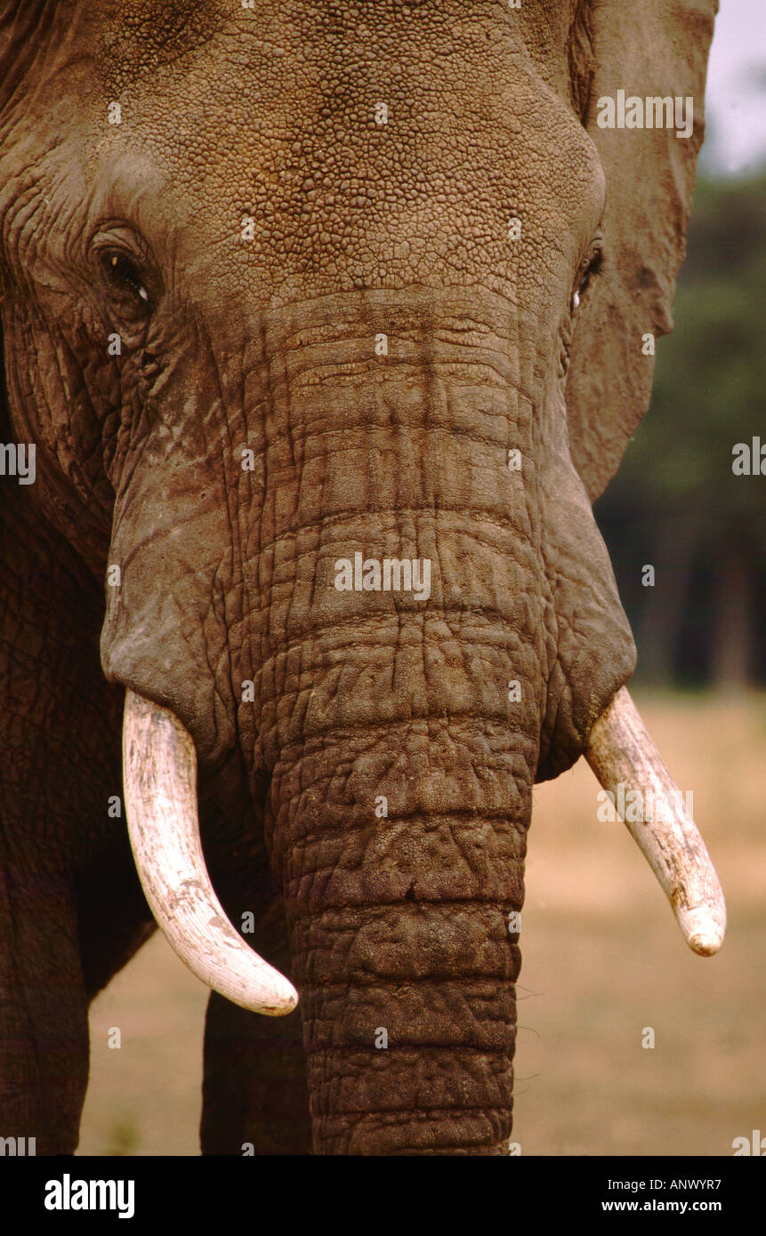 Africa, Kenia Masai Mara. La faccia di close-up di elefante maschio con zanne. WILD (Loxodonto africana) Foto Stock