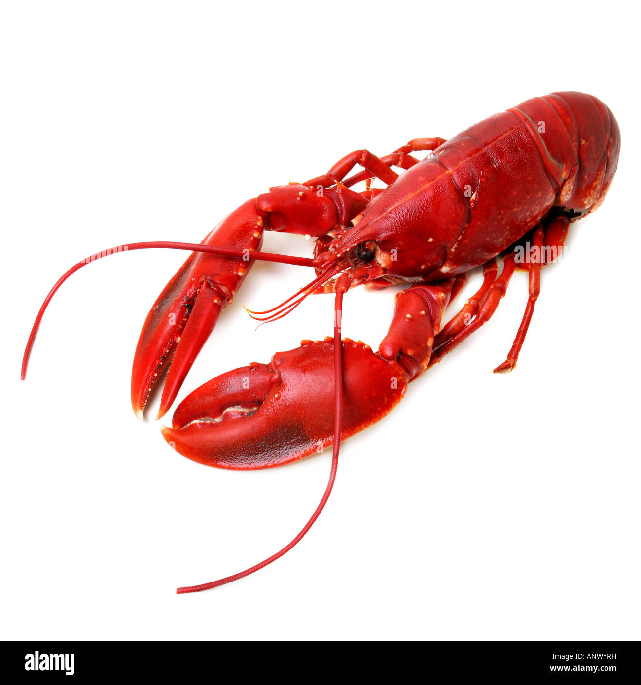 Tutto il red lobster isolati su sfondo bianco Foto Stock