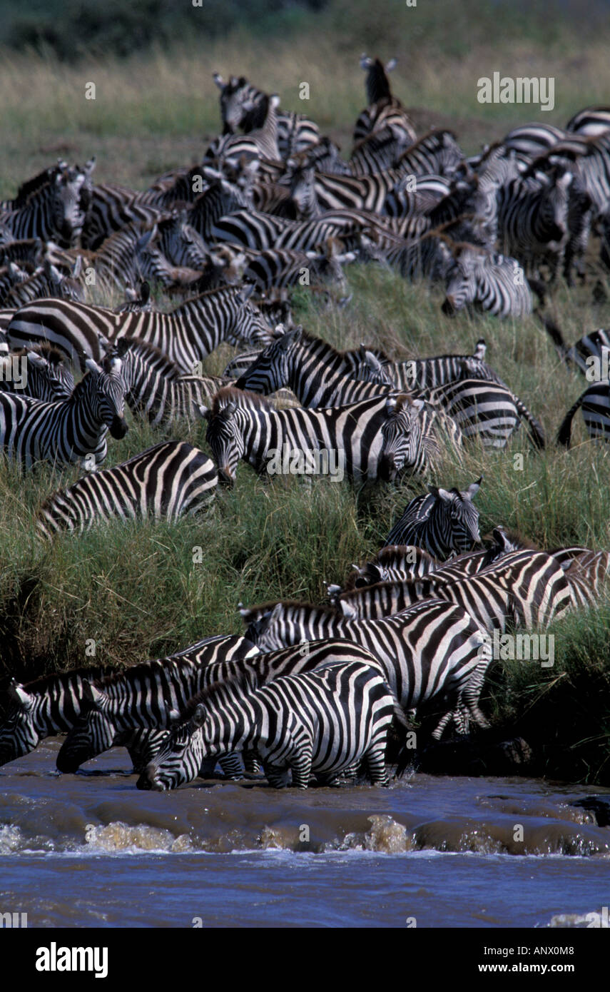 Africa, Kenia Masai Mara National Park. La migrazione di Grant's zebre (Equus burchelli boehmi) Foto Stock