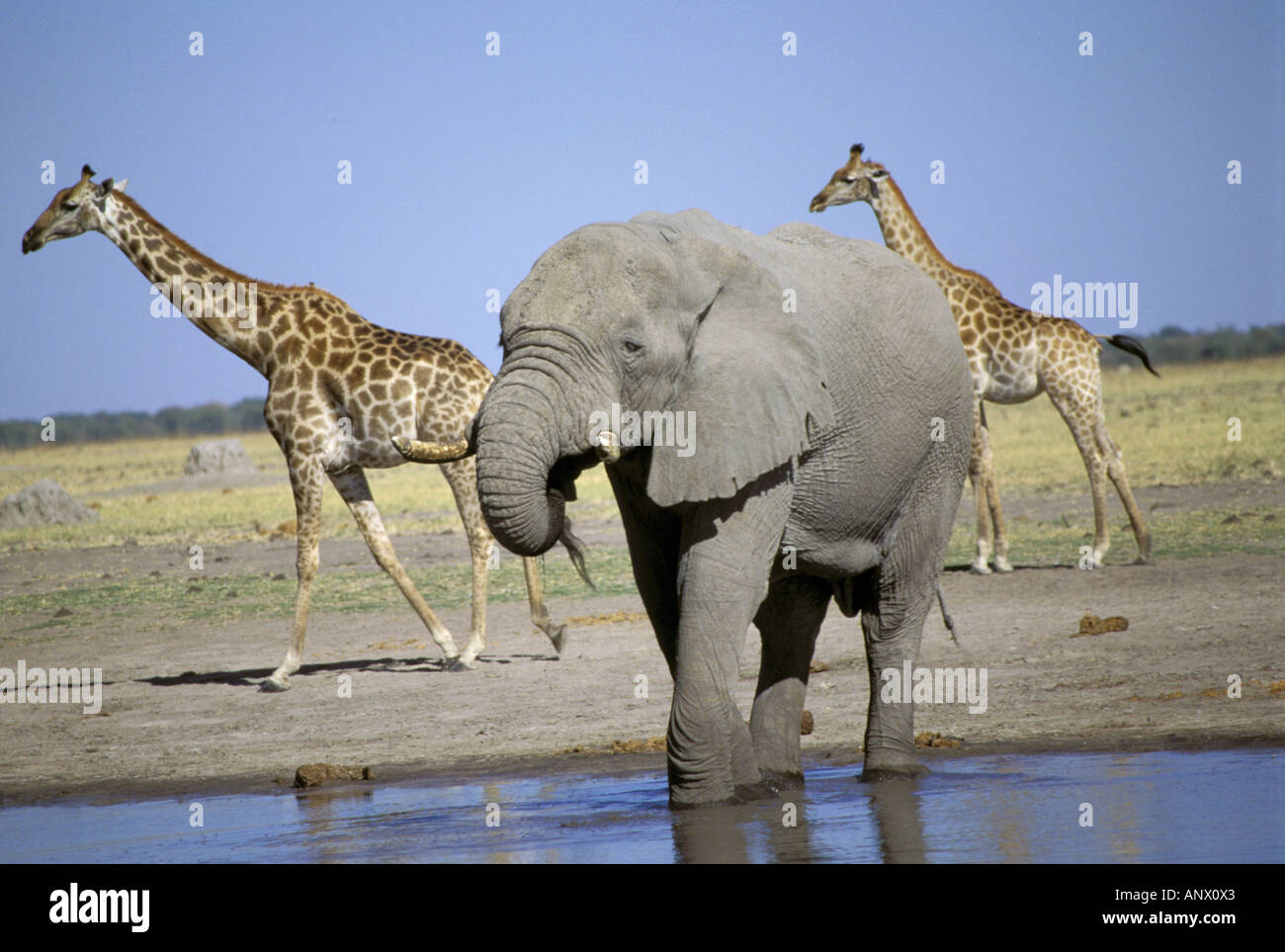 Africa, Kenia Masai Mara. Elefante africano (Loxodonta africana) e giraffe al foro per l'acqua Foto Stock