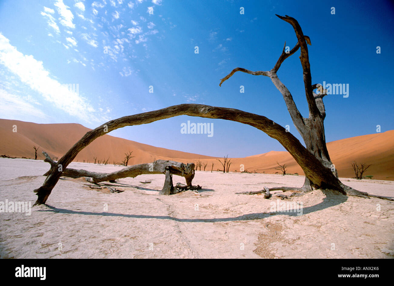 Africa, Namibia, Naukluft National Park, Sossusvlei, Deadvlei. Antica lakebed secco di Deadvlei, albero. Foto Stock
