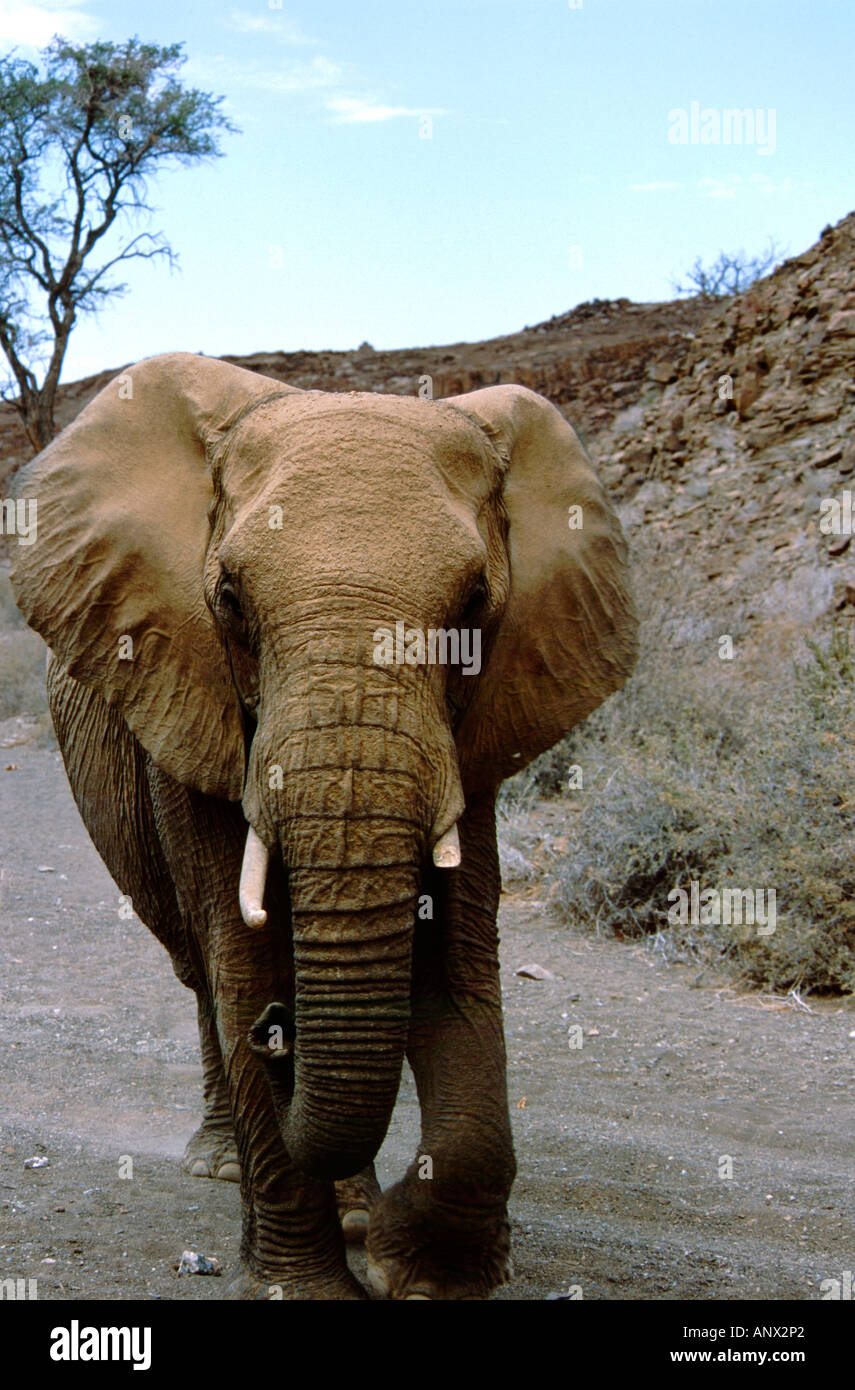 Africa, Namibia, Damaraland. Deserto elefante in zone aride dure habitat. WILD: Loxodonto africana. Foto Stock