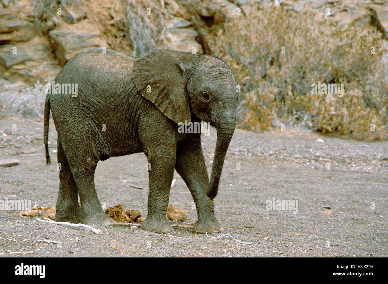 Africa, Namibia, Damaraland. Deserto Baby Elephant in arido habitat. WILD: Loxodonto africana. Foto Stock