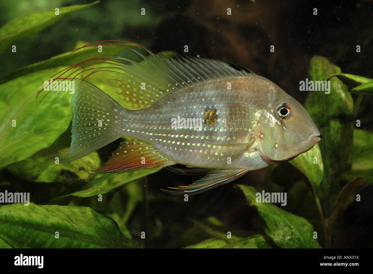 Thread-cichlid alettato, threadfin acara (Acarichthys heckeli), adulto maschio, 160 mm Foto Stock