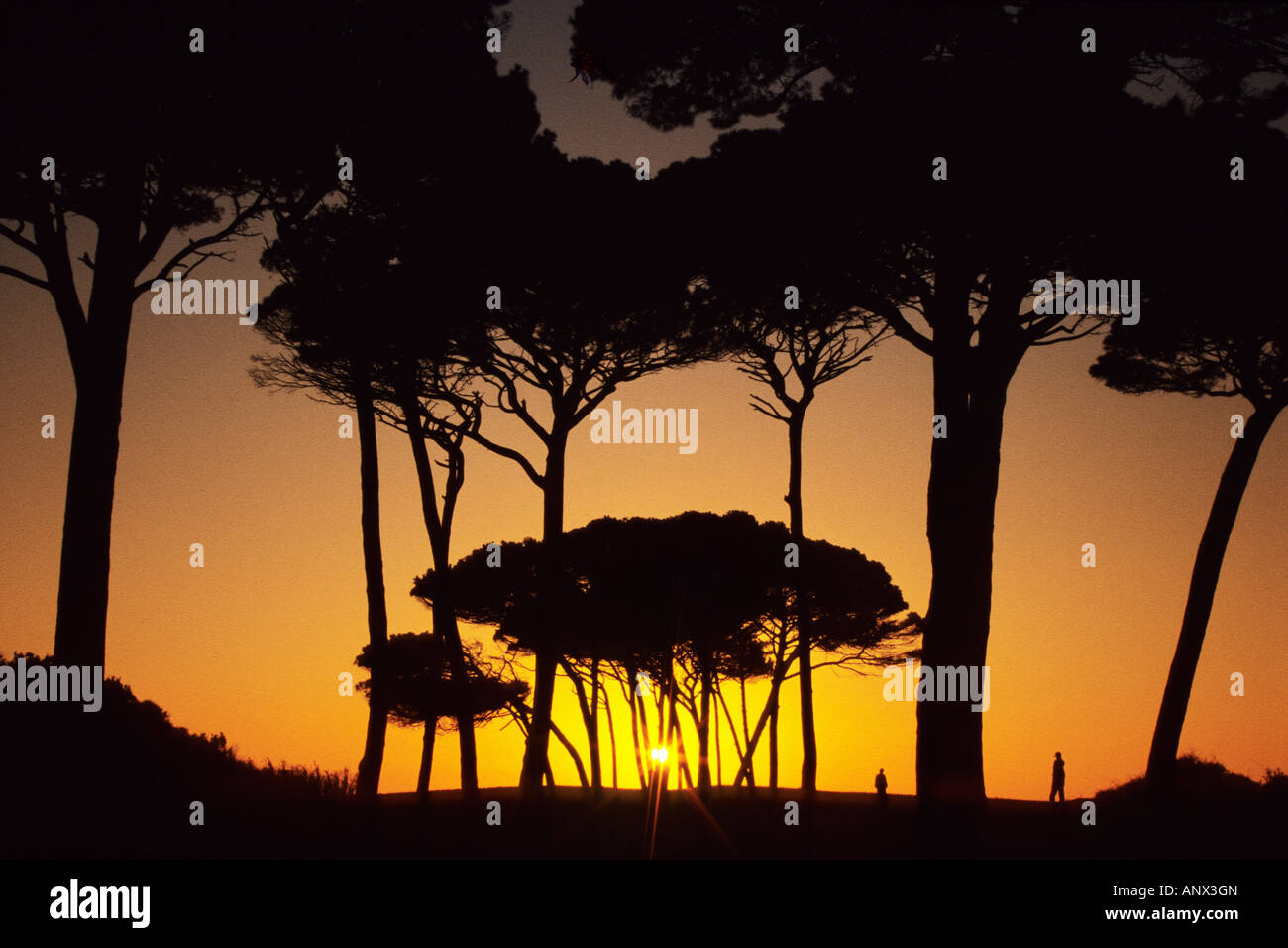 Pino domestico (Pinus pinea), sagome contro il tramonto, Italia, Toscana, Baratti Foto Stock